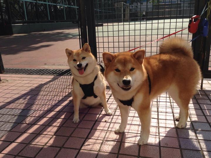 乒乓球世界排名更新，中国队占据前列，乒乓球世界排名如何