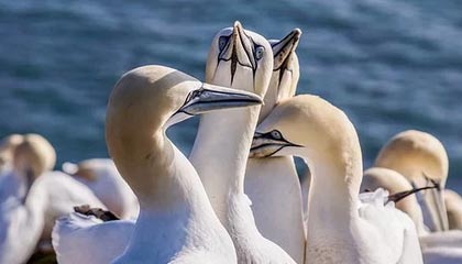 开云体育最新地址-足球文化推广列入中小学文体项目计划，小学校园足球文化建设方案