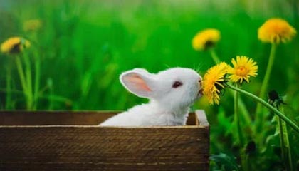 开云体育最新地址-足球文化推广列入中小学文体项目计划，小学校园足球文化建设方案