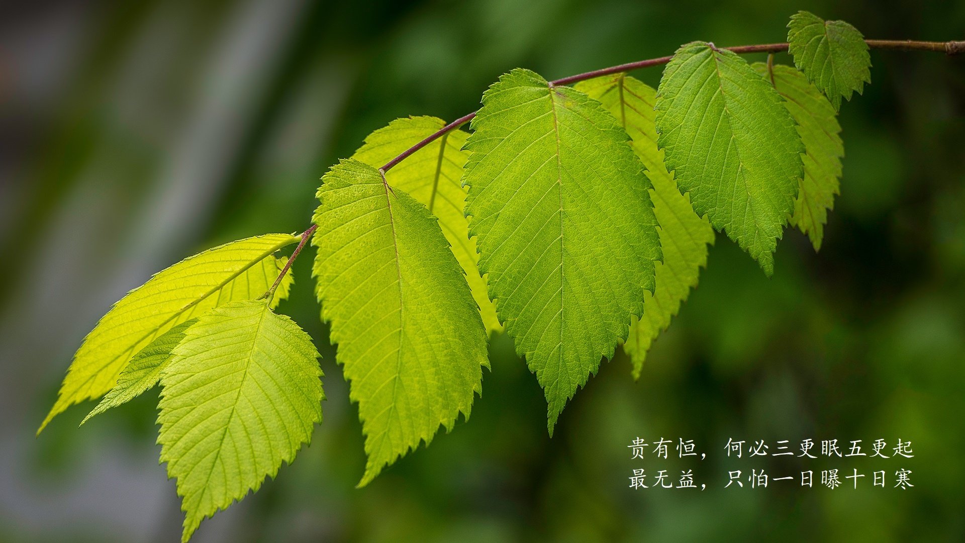 高校运动训练中技术分析方法研究，运动技术分析与训练